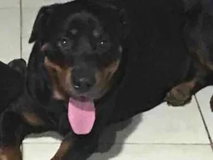 Cachorro raça Rotivalle idade 2 anos nome Zara penedo