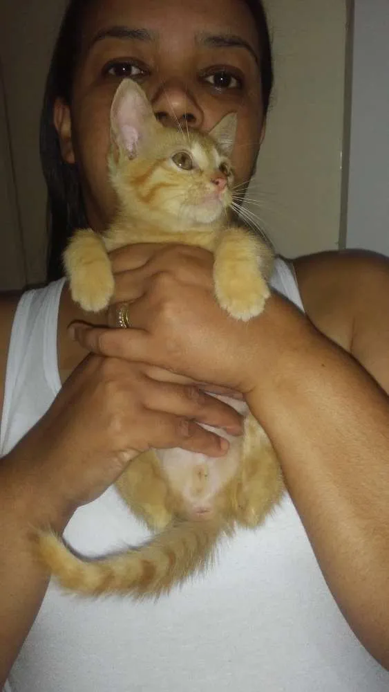 Gato ra a Sem raça idade Abaixo de 2 meses nome Sem nome 