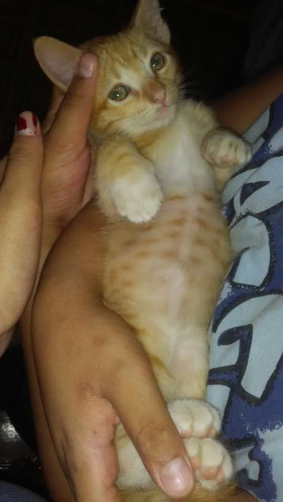 Gato ra a Sem raça idade Abaixo de 2 meses nome Sem nome 