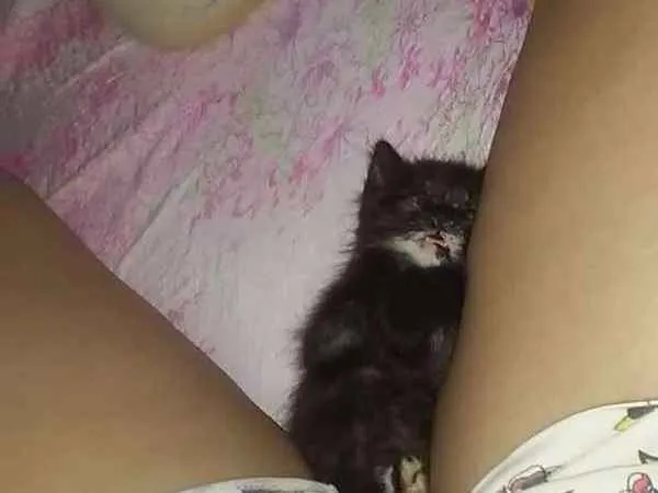 Gato ra a Sem raça idade Abaixo de 2 meses nome Sem nome 
