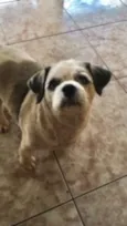 Gordinho