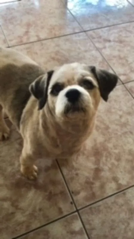 Cachorro ra a Shih Tzu idade 6 ou mais anos nome Gordinho