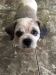 Gordinho