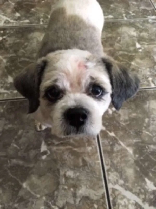 Cachorro ra a Shih Tzu idade 6 ou mais anos nome Gordinho