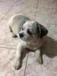 Gordinho
