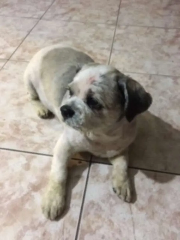 Cachorro ra a Shih Tzu idade 6 ou mais anos nome Gordinho