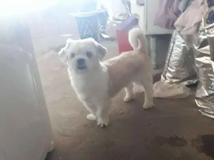 Cachorro ra a Ilhasa Apso idade 4 anos nome Lucky