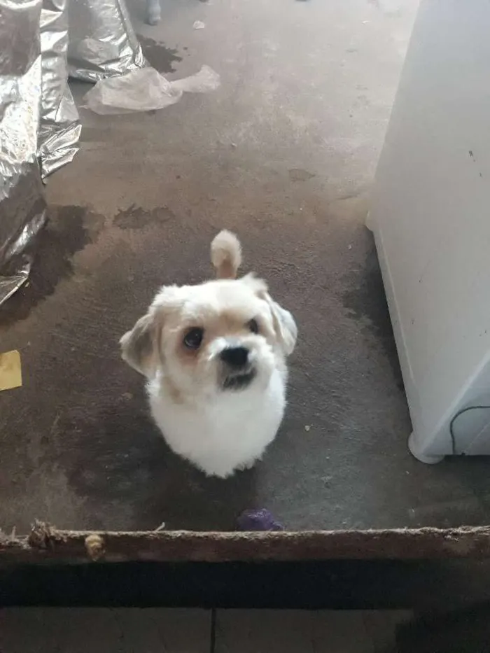 Cachorro ra a Ilhasa Apso idade 4 anos nome Lucky