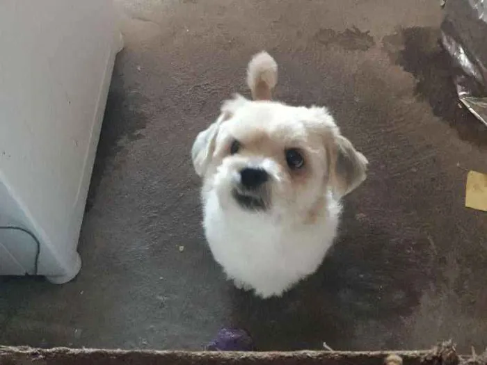 Cachorro ra a Ilhasa Apso idade 4 anos nome Lucky