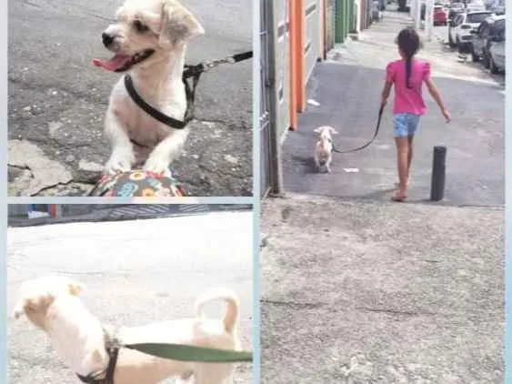 Cachorro ra a Ilhasa Apso idade 4 anos nome Lucky