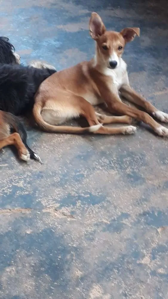 Cachorro ra a Mestiço  idade Abaixo de 2 meses nome Betolve 