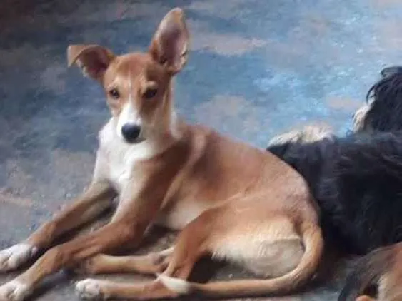 Cachorro ra a Mestiço  idade Abaixo de 2 meses nome Betolve 