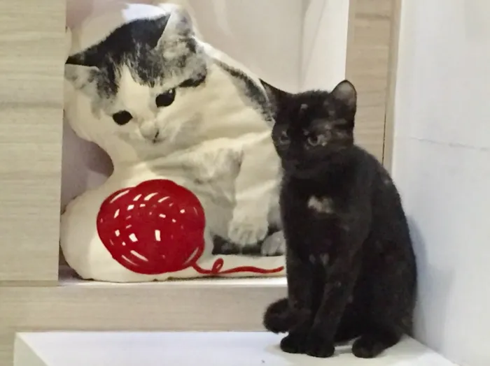 Gato ra a SRD idade 2 a 6 meses nome Isadora 