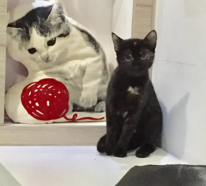Gato ra a SRD idade 2 a 6 meses nome Isadora 