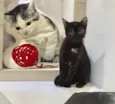 Isadora