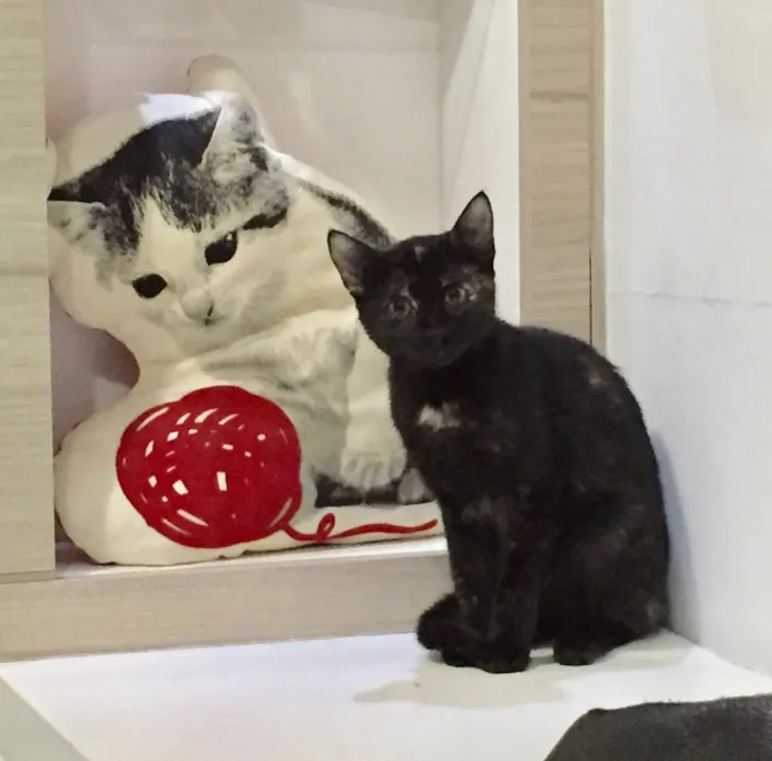 Gato ra a SRD idade 2 a 6 meses nome Isadora 