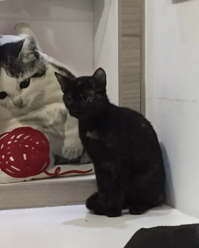 Gato ra a SRD idade 2 a 6 meses nome Isadora 