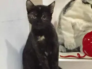 Gato raça SRD idade 2 a 6 meses nome Isadora 
