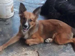 Cachorro raça  poodle idade Abaixo de 2 meses nome Max