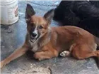 Cachorro raça  poodle idade Abaixo de 2 meses nome Max