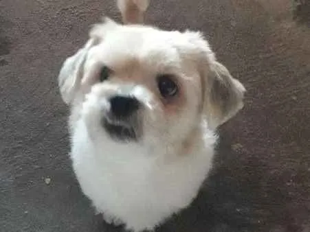Cachorro ra a Ilhasa Apso idade 4 anos nome Lucky