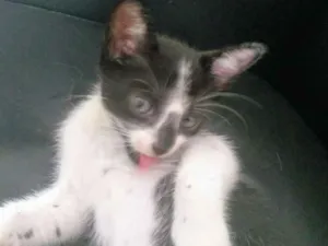 Gato raça  idade Abaixo de 2 meses nome Juju,Tobias,Marie