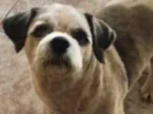 Cachorro raça Shih Tzu idade 6 ou mais anos nome Gordinho