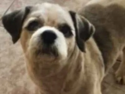 Cachorro ra a Shih Tzu idade 6 ou mais anos nome Gordinho