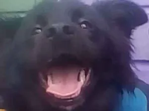 Cachorro raça Srd idade 7 a 11 meses nome Una