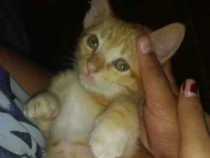 Gato raça Sem raça idade Abaixo de 2 meses nome Sem nome 