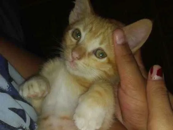 Gato ra a Sem raça idade Abaixo de 2 meses nome Sem nome 