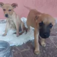 Bob e Ted 