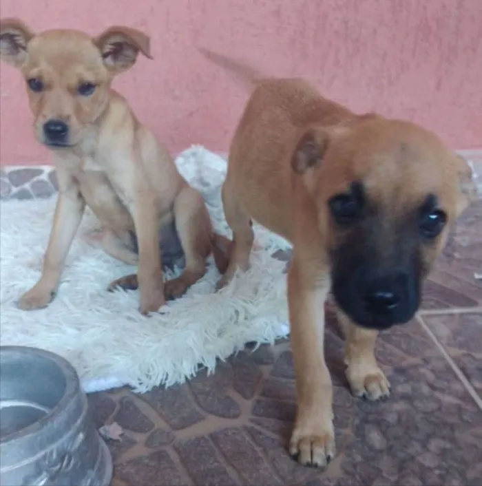 Cachorro ra a SRD idade 2 a 6 meses nome Bob e Ted 