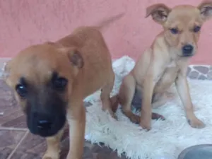 Cachorro raça SRD idade 2 a 6 meses nome Bob e Ted 
