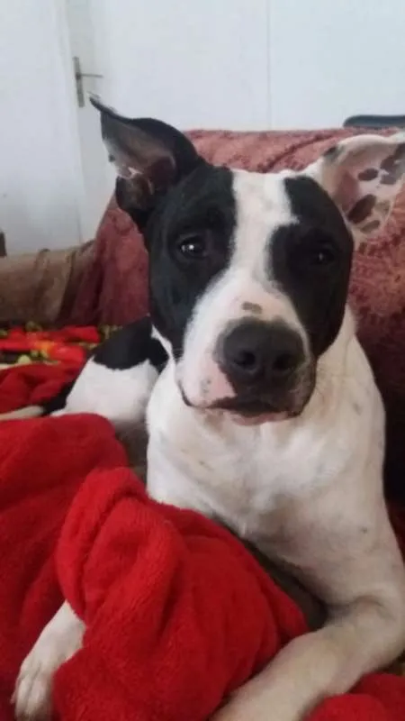 Cachorro ra a PITT BULL idade 2 anos nome HERCULES