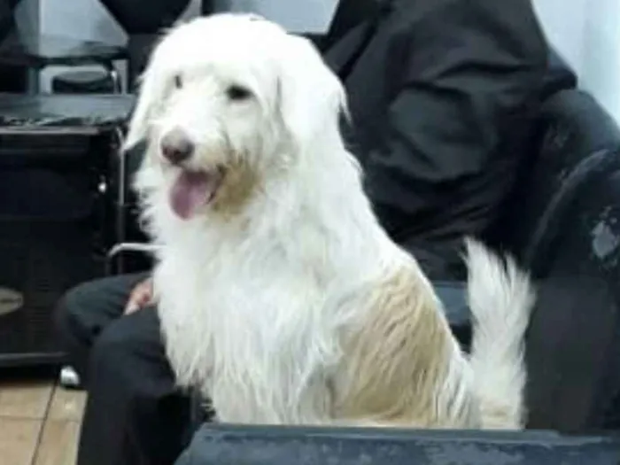 Cachorro ra a  idade 1 ano nome Charlote (peluda)