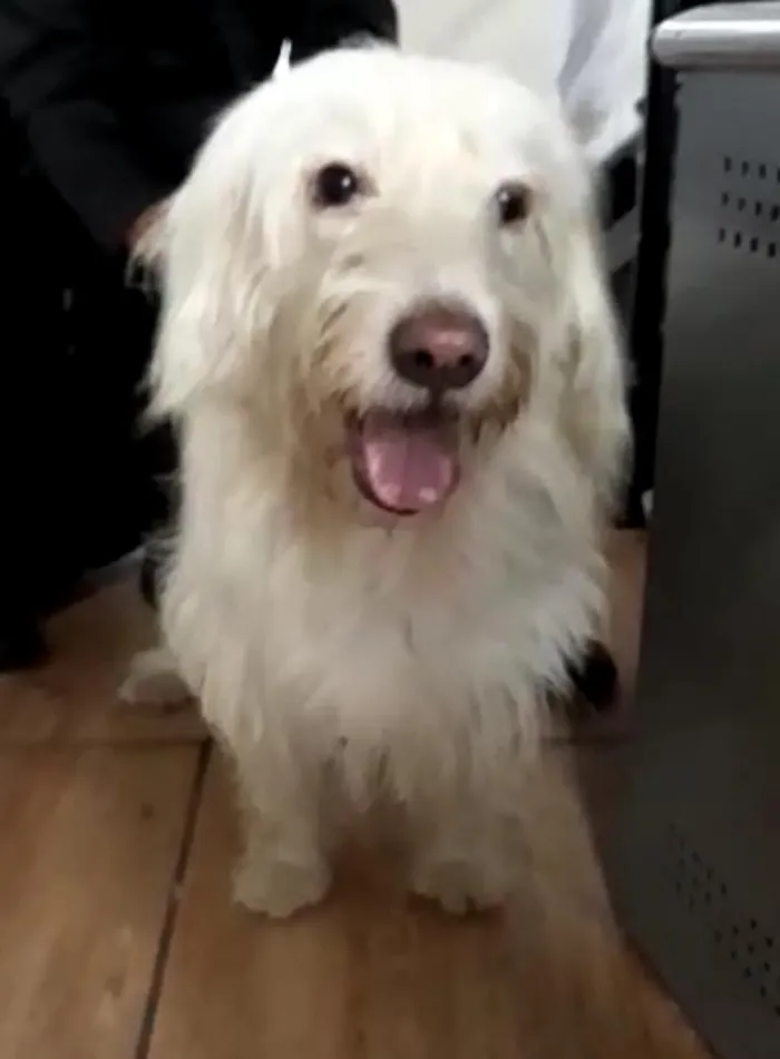 Cachorro ra a  idade 1 ano nome Charlote (peluda)