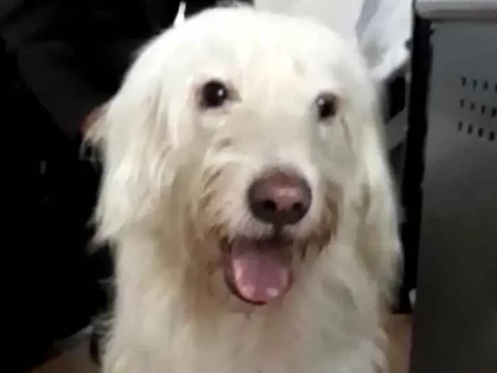 Cachorro ra a  idade 1 ano nome Charlote (peluda)
