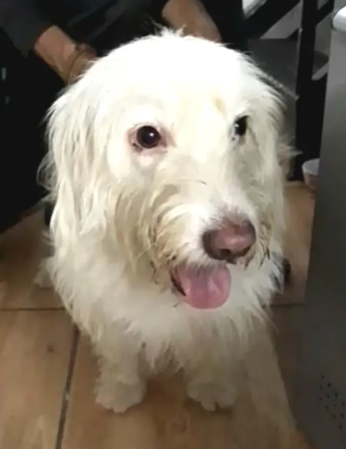 Cachorro ra a  idade 1 ano nome Charlote (peluda)