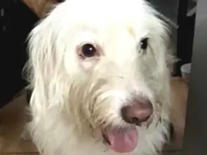 Cachorro raça  idade 1 ano nome Charlote (peluda)