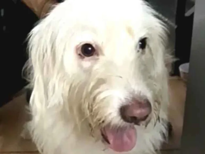 Cachorro ra a  idade 1 ano nome Charlote (peluda)
