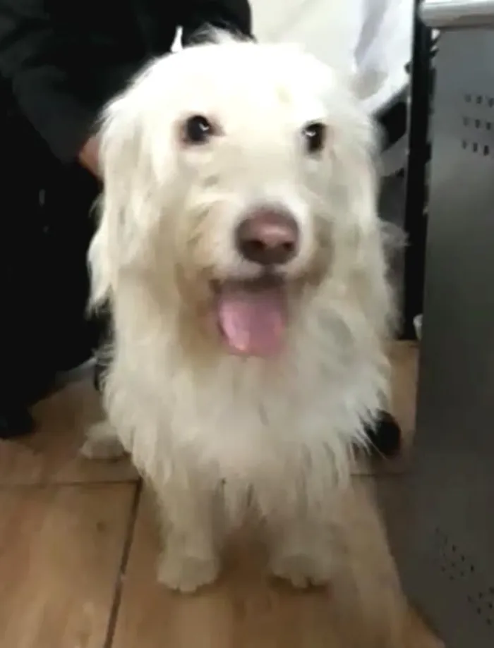 Cachorro ra a  idade 1 ano nome Charlote (peluda)