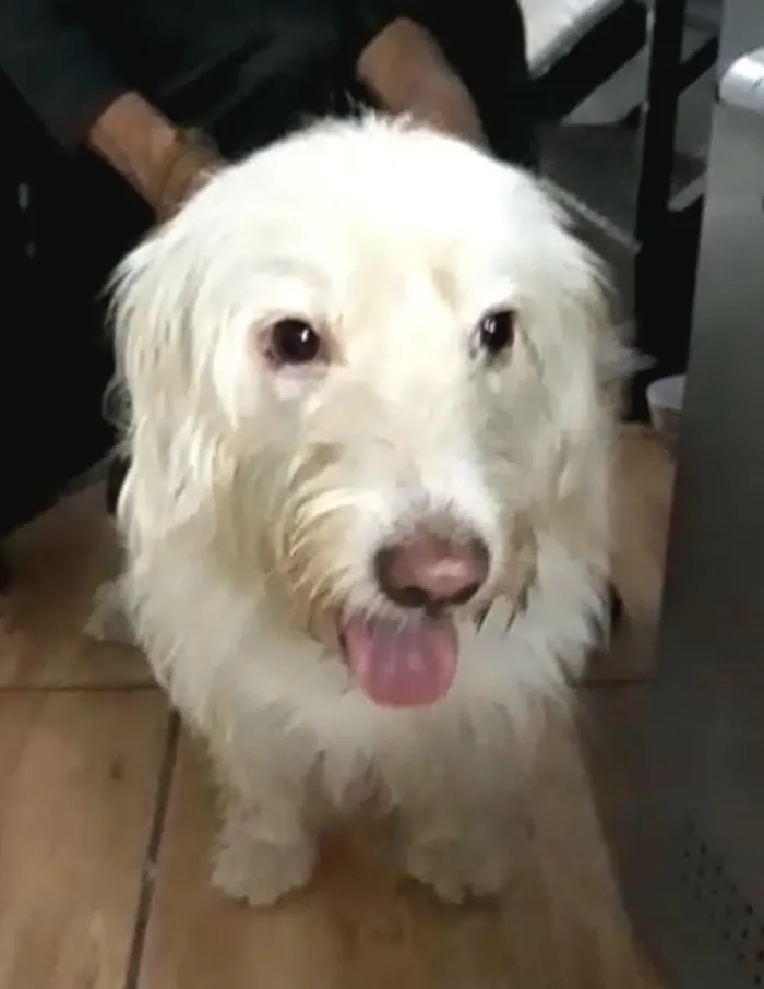 Cachorro ra a  idade 1 ano nome Charlote (peluda)