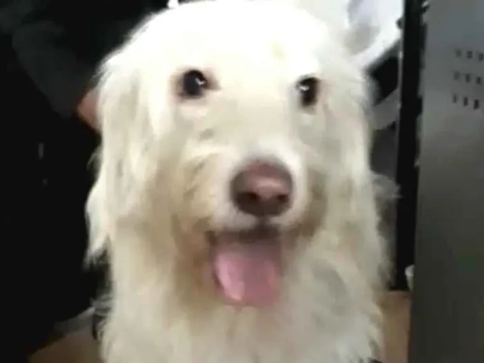 Cachorro ra a  idade 1 ano nome Charlote (peluda)