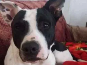 Cachorro raça PITT BULL idade 2 anos nome HERCULES