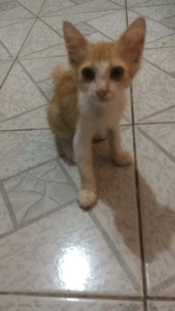 Gato ra a  idade Abaixo de 2 meses nome milla 