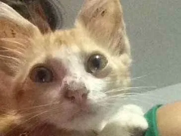 Gato ra a  idade Abaixo de 2 meses nome milla 