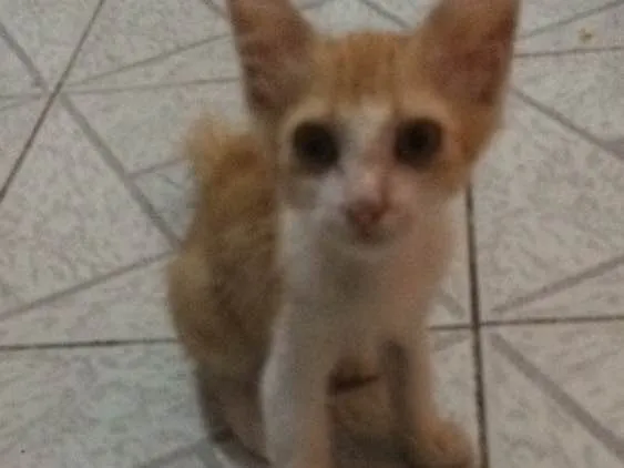 Gato ra a  idade Abaixo de 2 meses nome milla 