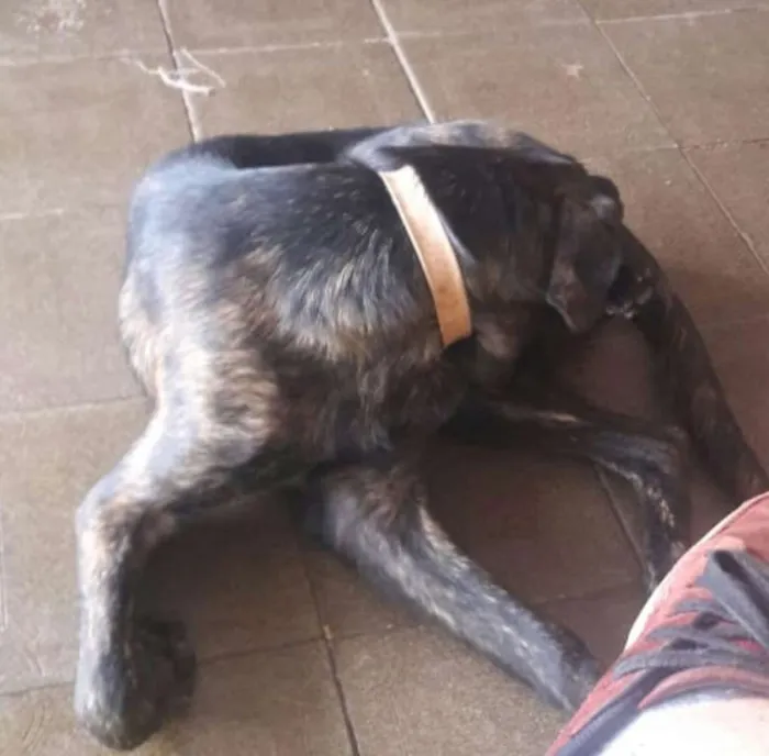 Cachorro ra a labrador com pastor alemao idade 1 ano nome Charlote