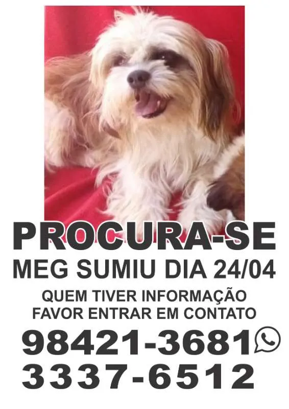 Cachorro ra a Shitzu idade 6 ou mais anos nome Meg